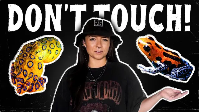 Lindsay gestures toward a blue-ringed octopus and a poison dart frog under the words Don't Touch!